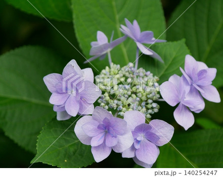 紫陽花 紫陽花 140254247