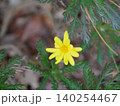 黄色い花 140254467
