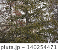 松の木にとまるカワセミ 140254471