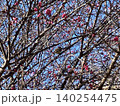 梅の花の蜜を吸うメジロ 140254475
