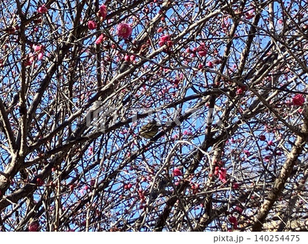 梅の花の蜜を吸うメジロ 梅の花の蜜を吸うメジロ 140254475