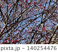 梅の花の咲き始め 140254476