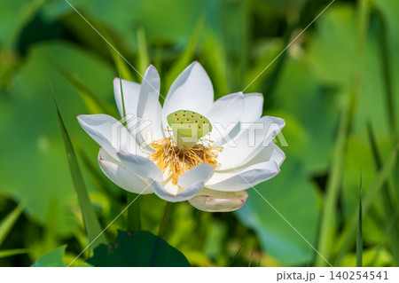 夏の陽光を浴びて美しく開花した白い蓮の花 夏の陽光を浴びて美しく開花した白い蓮の花 140254541