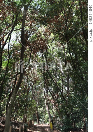 異常気象による雨不足が原因と思われる立枯れ樹木が目立つ 異常気象による雨不足が原因と思われる立枯れ樹木が目立つ 140254840