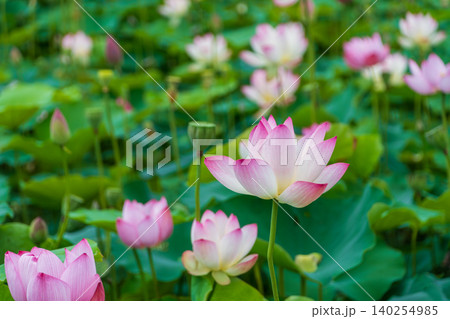 一面に広がる蓮池に生き生きと咲き誇るピンクの蓮の花々 一面に広がる蓮池に生き生きと咲き誇るピンクの蓮の花々 140254985