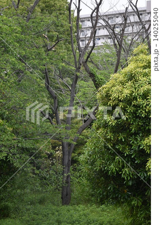 異常気象による雨不足が原因と思われる立枯れ樹木が目立つ 異常気象による雨不足が原因と思われる立枯れ樹木が目立つ 140255040