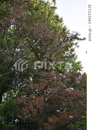 異常気象による雨不足が原因と思われる立枯れ樹木が目立つ 異常気象による雨不足が原因と思われる立枯れ樹木が目立つ 140255126