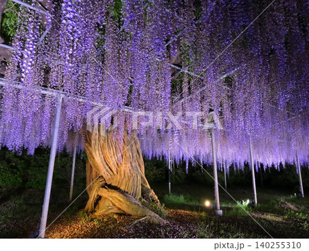 あしかがフラワーパーク「むらさき藤棚」夜景 あしかがフラワーパーク「むらさき藤棚」夜景 140255310