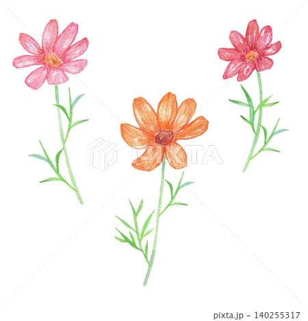水彩で描いたコスモスのイラスト 水彩で描いたコスモスのイラスト 140255317