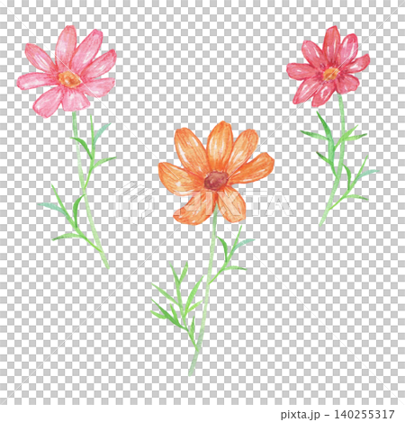 水彩で描いたコスモスのイラスト 水彩で描いたコスモスのイラスト 140255317