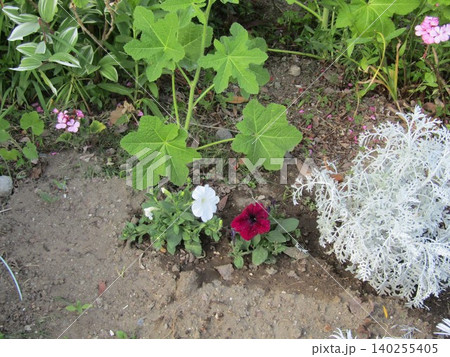ペチニアの花とタチアオイと 140255405