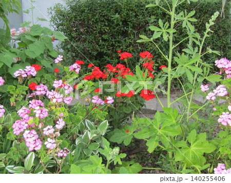 タチアオイとゼラニュームの桃と赤色の花 タチアオイとゼラニュームの桃と赤色の花 140255406