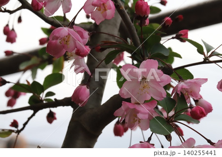 春の庭に咲くピンク色のハナカイドウの花 春の庭に咲くピンク色のハナカイドウの花 140255441