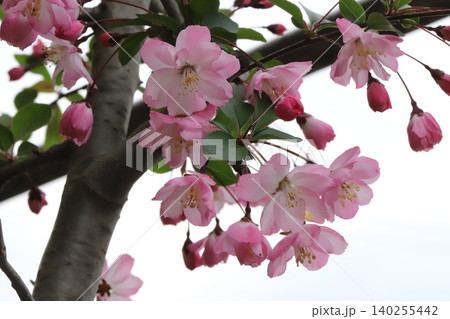 春の庭に咲くピンク色のハナカイドウの花 春の庭に咲くピンク色のハナカイドウの花 140255442