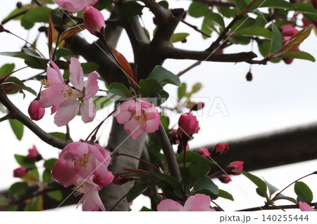 春の庭に咲くピンク色のハナカイドウの花 140255444