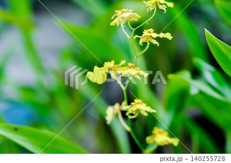 yellow oncidium orchid or yellow orchid ,orchid or Dendrobium sp or ORCHIDACEAE or yellow flower 140255728