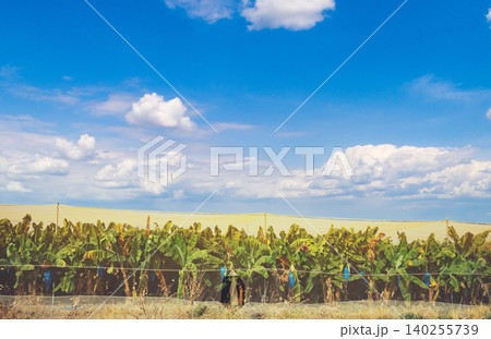 Banana plantation covered by a net on a sunny day against a blue sky. Nature of tropical landscape Banana plantation covered by a net on a sunny day against a blue sky. Nature of tropical landscape 140255739
