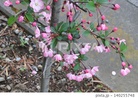 春の庭に咲くピンク色のハナカイドウの花 春の庭に咲くピンク色のハナカイドウの花 140255748