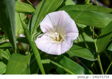 野イチゴの一種であるフユイチゴの花【バラ科】 140255758