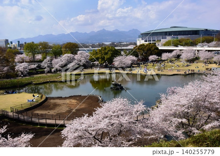 前橋市 前橋公園の満開桜とさちの池 前橋市 前橋公園の満開桜とさちの池 140255779
