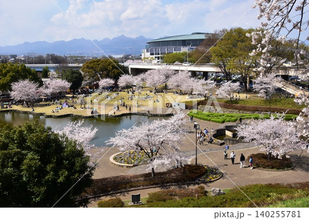 前橋市　前橋公園の満開桜とさちの池 140255781