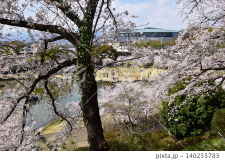 前橋市　前橋公園の満開桜とさちの池 140255783