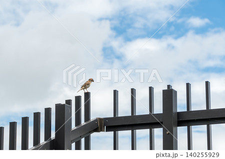 青空を背景に黒いフェンスの柱にとまるスズメ 青空を背景に黒いフェンスの柱にとまるスズメ 140255929