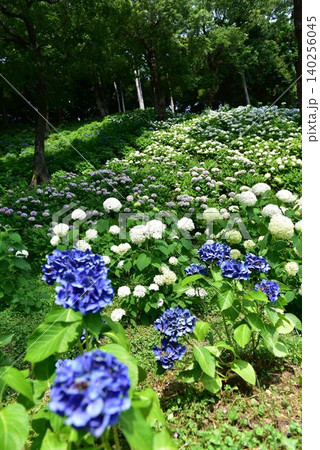 青い紫陽花 青い紫陽花 140256045