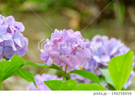 優しく柔らかな光に包まれた紫陽花の花 140256056