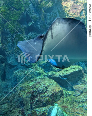 水族館のエイ 140256098