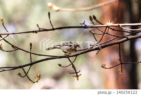 A finch sits on a branch in early spring A finch sits on a branch in early spring 140256122
