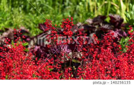 Geyhera is blood-red, there are many red coral flowers in the park Geyhera is blood-red, there are many red coral flowers in the park 140256135