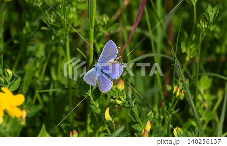 Common Blue Butterflly Beauty of Nature Common Blue Butterflly Beauty of Nature 140256137
