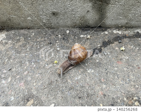 Snails after rain in city Snails after rain in city 140256268