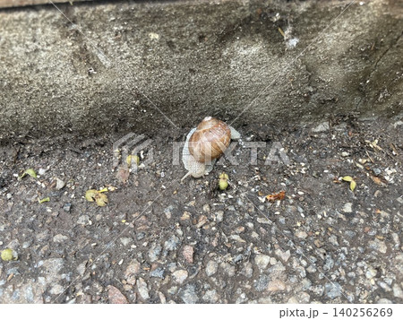 Snails after rain in city Snails after rain in city 140256269