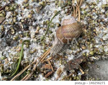 Snails after rain in city Snails after rain in city 140256271