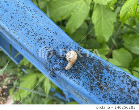 Snails after rain in city 140256283