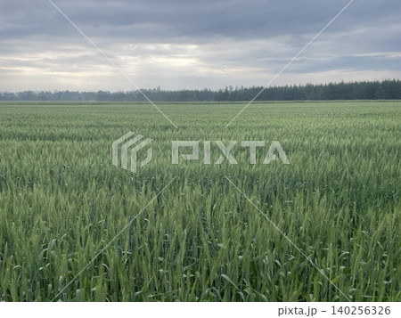Panoramic view of green field landscape Panoramic view of green field landscape 140256326