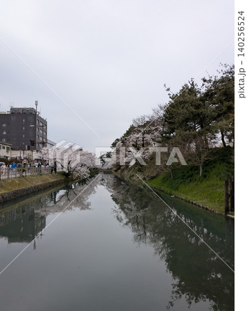 小川を挟んで咲き誇る桜 小川を挟んで咲き誇る桜 140256524