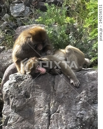 気持ちよく寝る猿 気持ちよく寝る猿 140256531