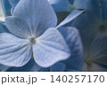 青いあじさいめっけた！！ 140257170