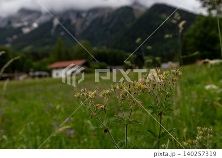 Alpine Meadow Wildflowers with Blurred Tyrolean Village Background Alpine Meadow Wildflowers with Blurred Tyrolean Village Background 140257319
