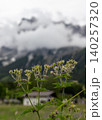 Alpine Wildflower Seed Pods Against Misty Tyrolean Mountains 140257320