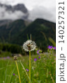 Dandelion Seed Head in Alpine Meadow near Ehrwald Austria 140257321