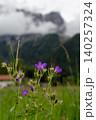 Purple Wildflowers in Alpine Meadow with Misty Tyrolean Mountains 140257324