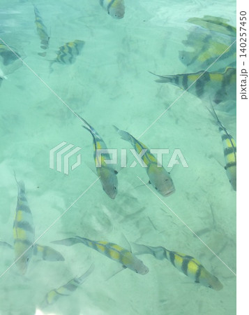 フィリピンの海　熱帯魚　透明な水　南国　シュノーケリング 140257450