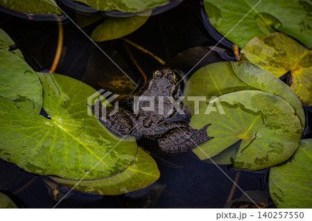 Dark Frog with Inflated Vocal Sacs Floating Among Water Lily Leaves in Natural Pond Dark Frog with Inflated Vocal Sacs Floating Among Water Lily Leaves in Natural Pond 140257550