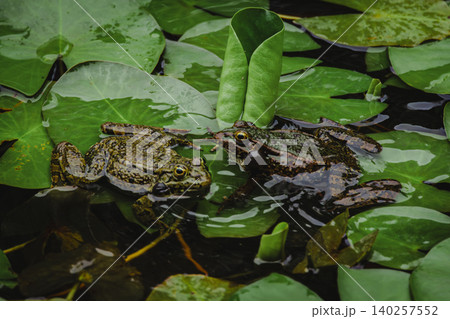 Dark Frog with Inflated Vocal Sacs Floating Among Water Lily Leaves in Natural Pond 140257552
