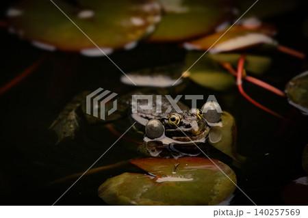Dark Frog with Inflated Vocal Sacs Floating Among Water Lily Leaves in Natural Pond 140257569