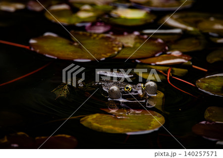 Dark Frog with Inflated Vocal Sacs Floating Among Water Lily Leaves in Natural Pond Dark Frog with Inflated Vocal Sacs Floating Among Water Lily Leaves in Natural Pond 140257571
